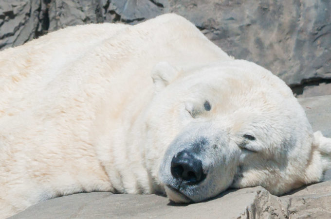 Urso polar no Central Park Zoo no Central Park em Nova York | Cozinha do João