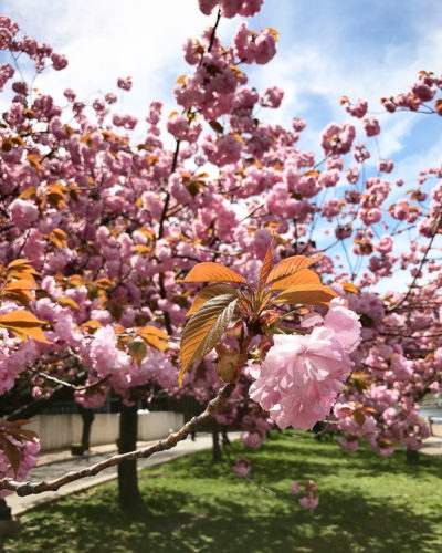 Viagem para Nova York: flores de cerejeira na Roosevelt Island | Cozinha do João