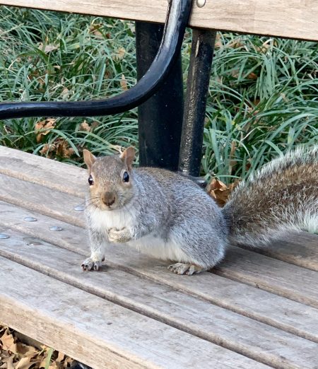 Esquilo no Central Park | Cozinha do João